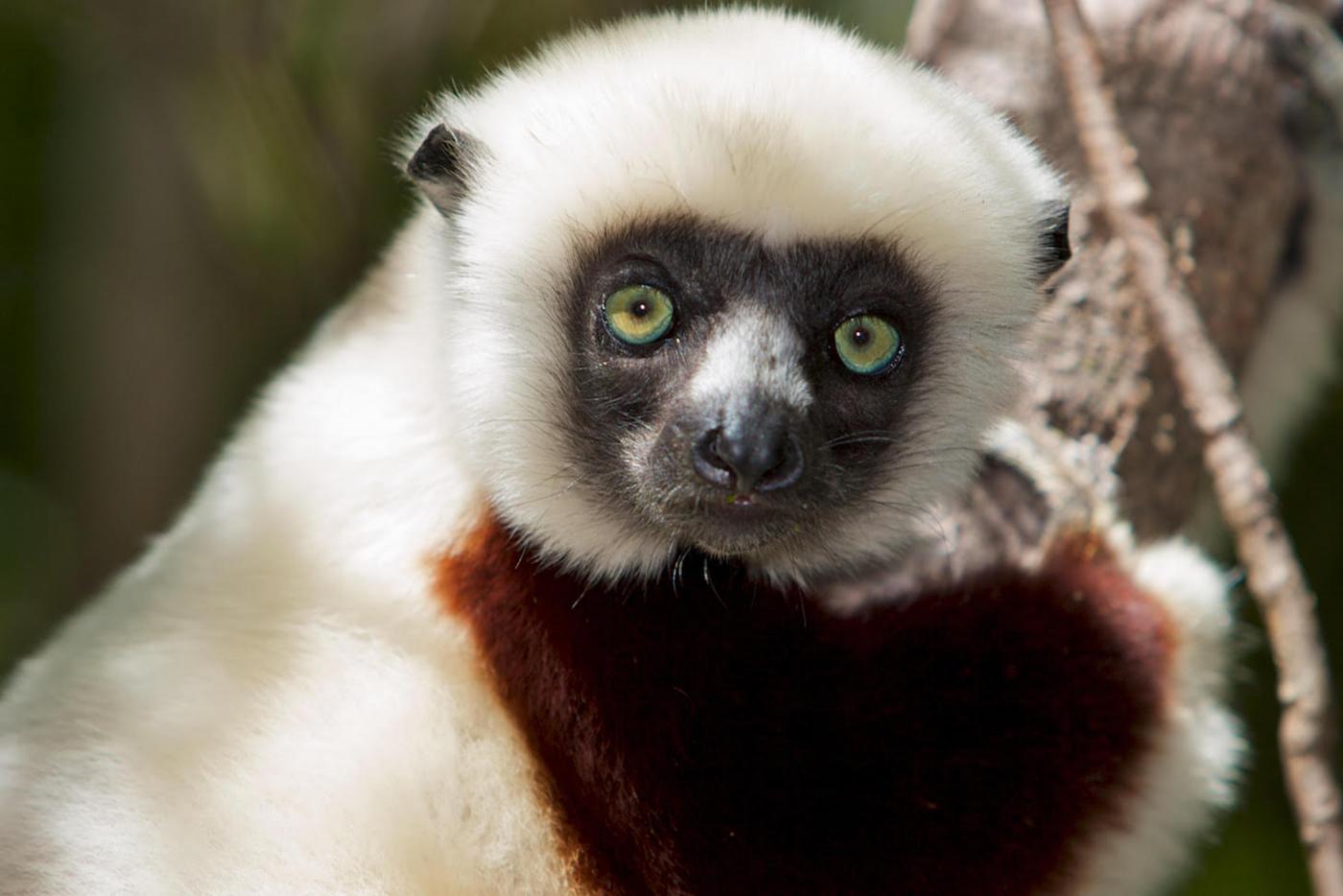 Are We Saying Goodbye to Madagascar's Lemurs?